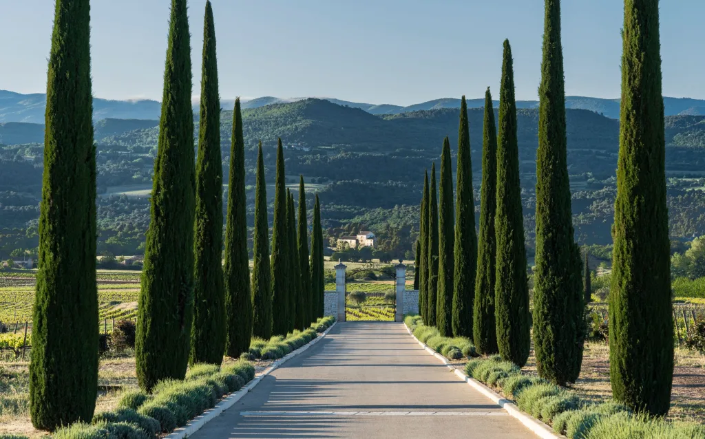 Allée de cyprès menant à un domaine viticole à Gargas, en Provence