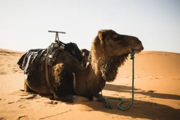 Organiser un dîner dans le désert au Maroc : guide pratique + budget