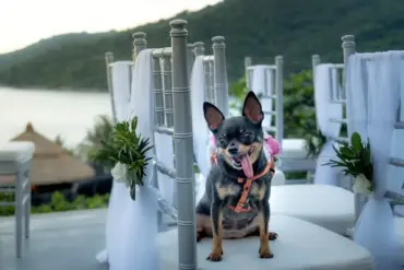 Mariage pet-friendly au Maroc : guide complet 2026
