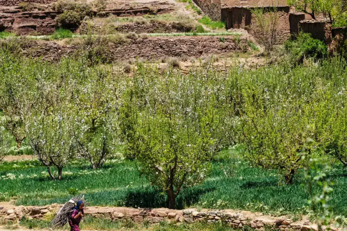 Vallée verdoyante et terrasses cultivées au pied de l’Atlas marocain