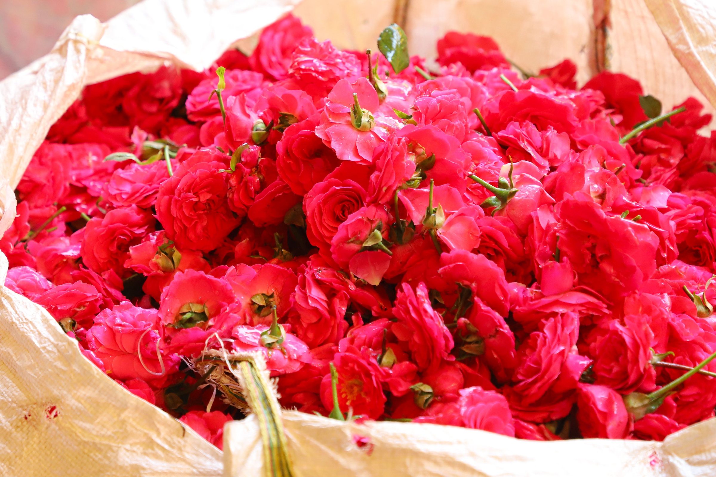 Sac de roses rouges fraîchement cueillies