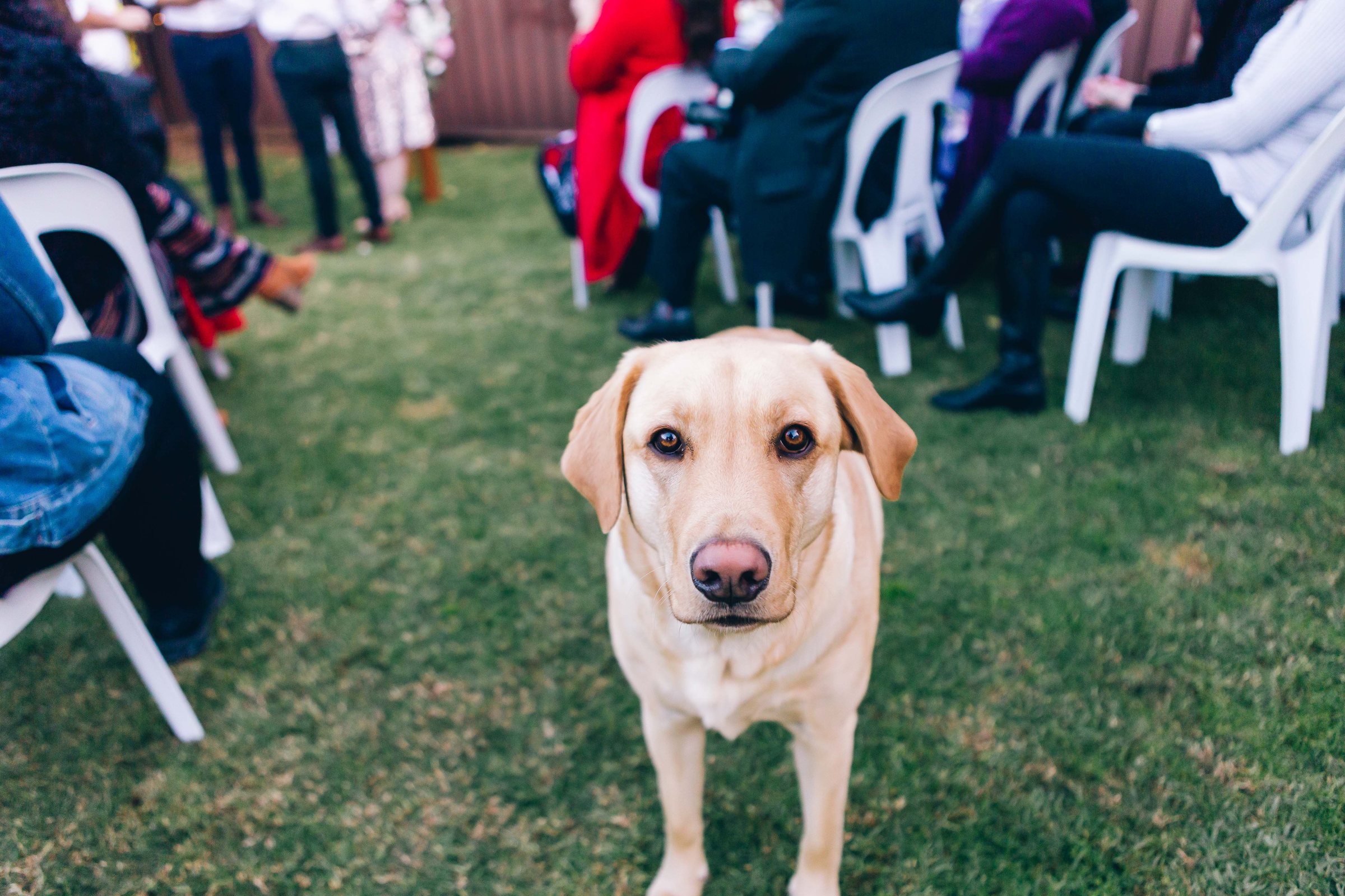 Labrador entre les rangées d'invités d'une cérémonie en plein air